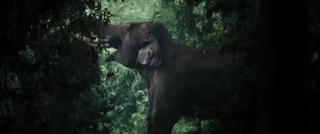 Kattalan - First Glimpse