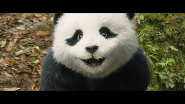Panda Plan 2 Trailer